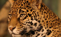 Kruger National Park